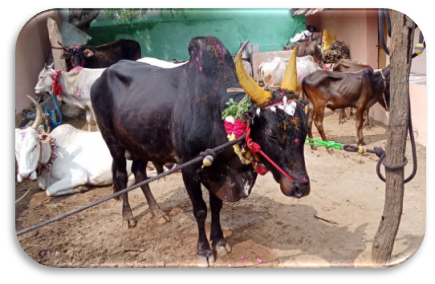 Pongal festival
